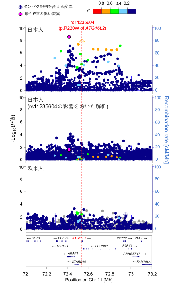 図2　虚血性心疾患の発症に関与する東アジア人特異的変異