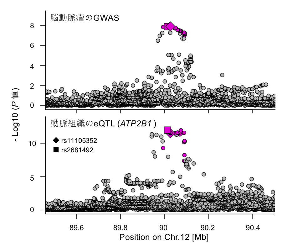 図3　脳動脈瘤発症とATP2B1遺伝子の発現量の関連