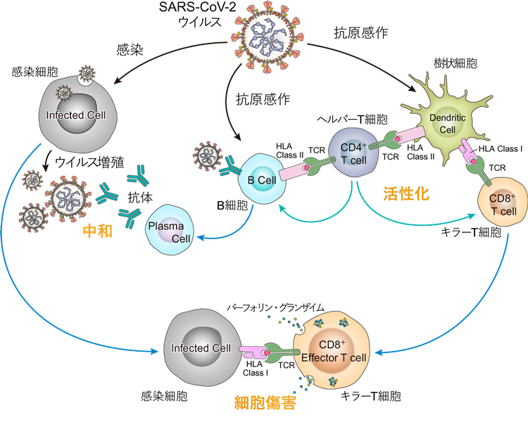 日本 人 コロナ 免疫