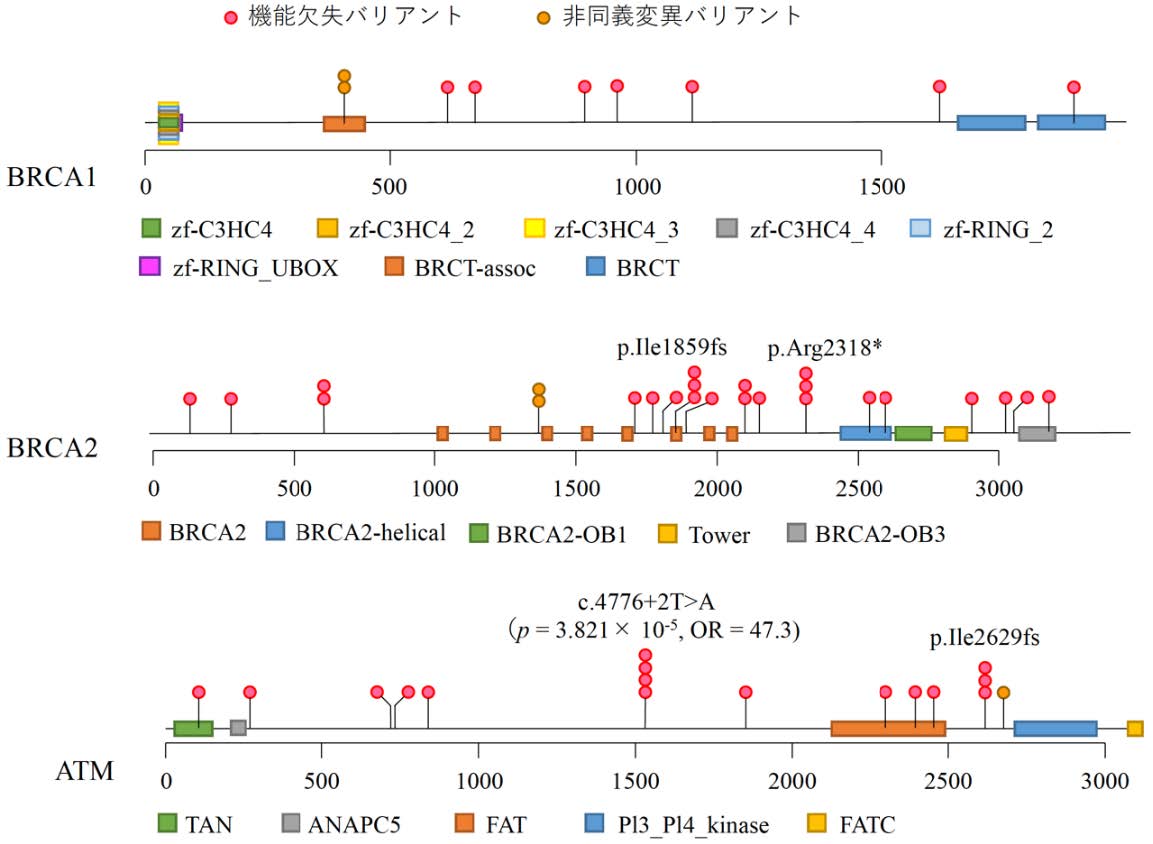 図1 BRCA1/2およびATM遺伝子に存在する病的バリアントの位置と保有人数 