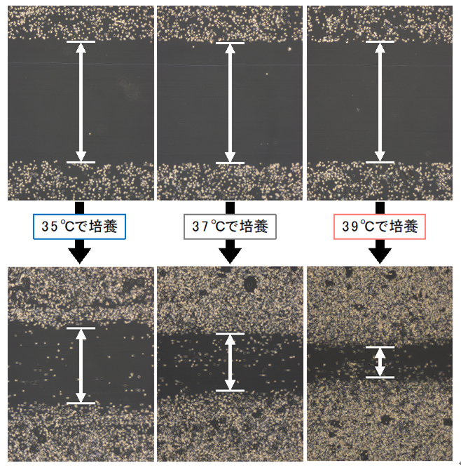 図2 乳がん細胞（MDA-MB-231）の遊走能に温度が与える影響