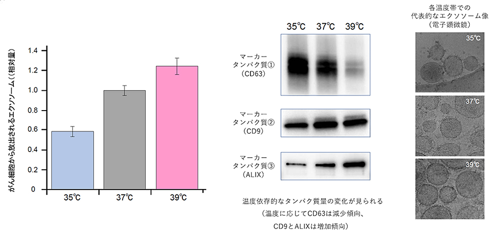 図3 温度がエクソソームに与える影響