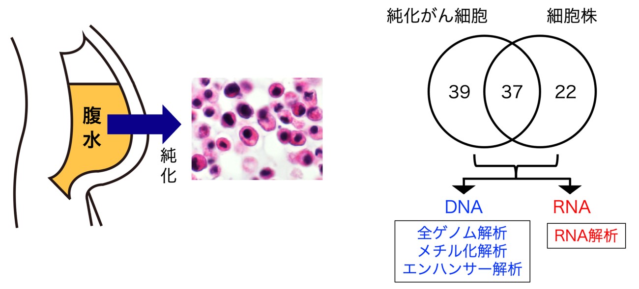 図1 実験の概要