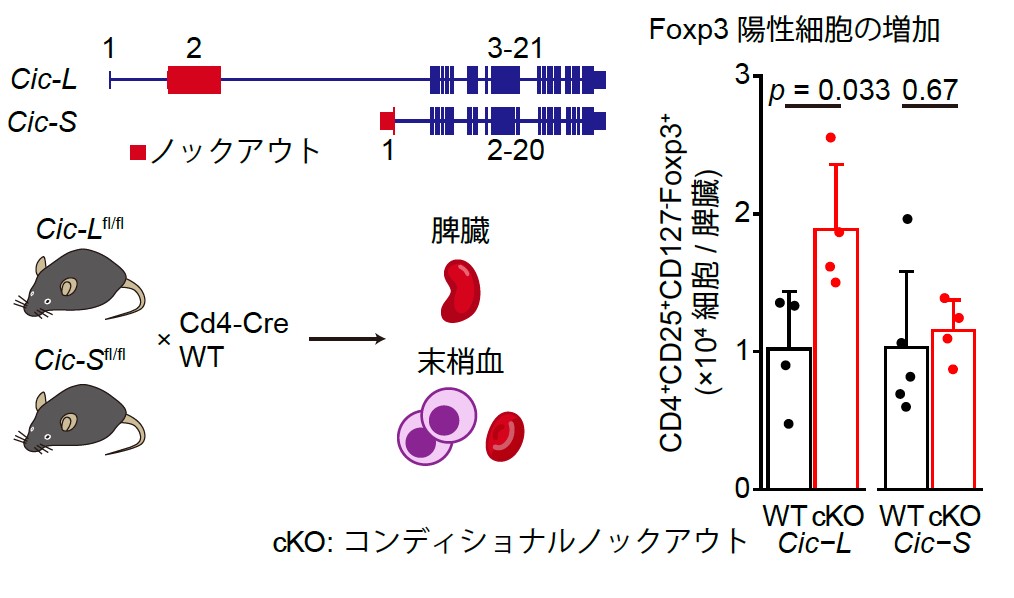 Fig3J.jpg