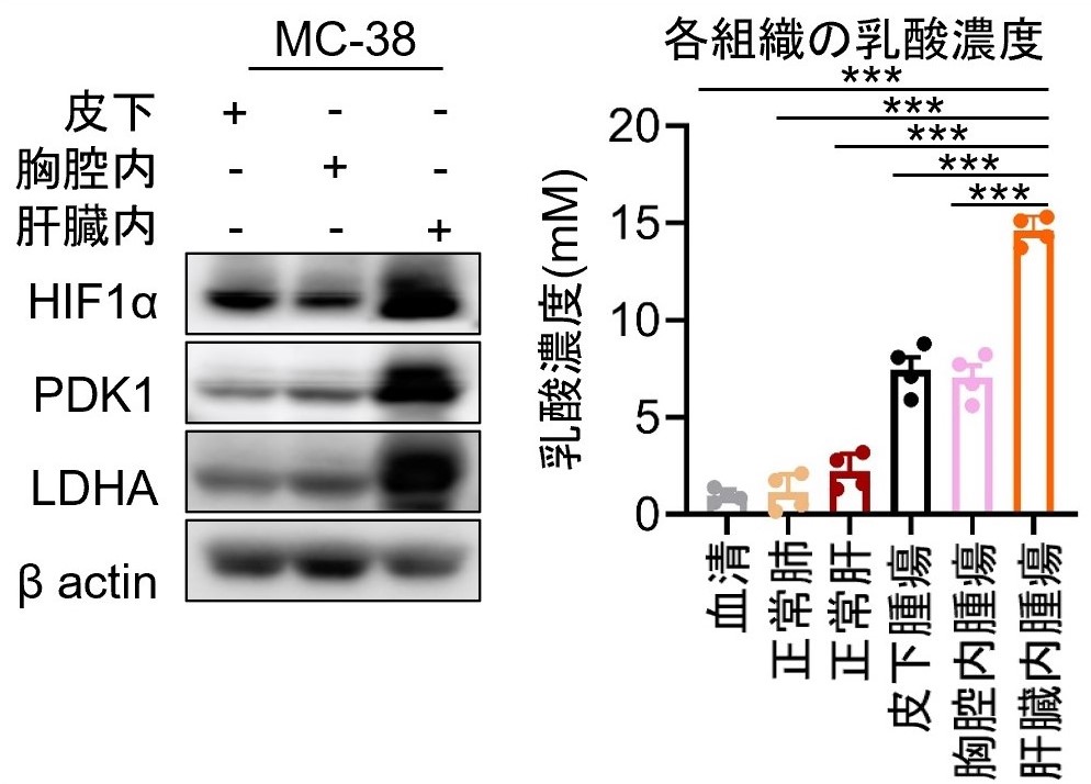 Fig3.jpg