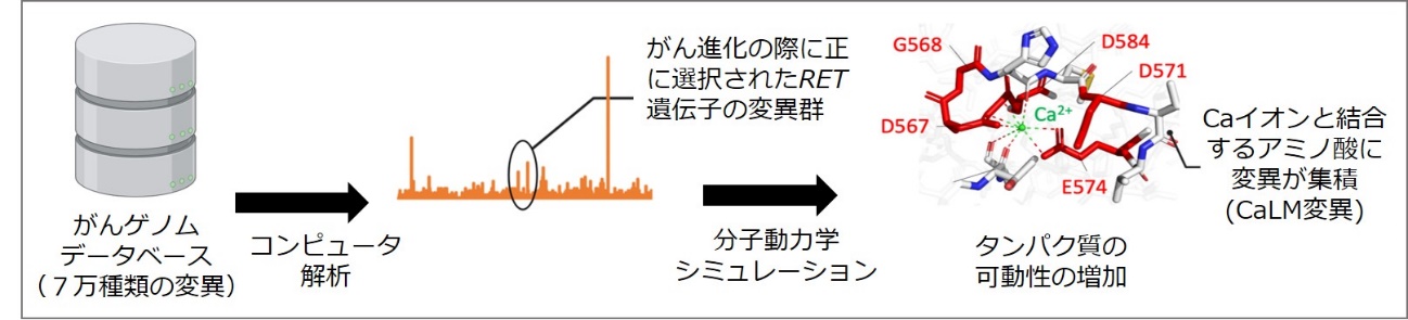 コンピュータ解析による意義不明変異の意義付けに関する図（図1）