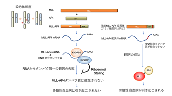 MLL-AF4がRNAの段階で抑制制御を受けるメカニズム