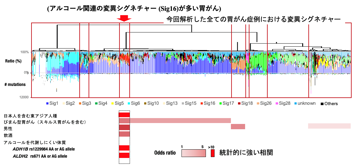 アルコール関連の変異シグネチャーが多い胃がんのゲノム解析結果