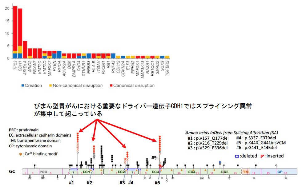 胃がんにおけるスプライシング異常の全体像