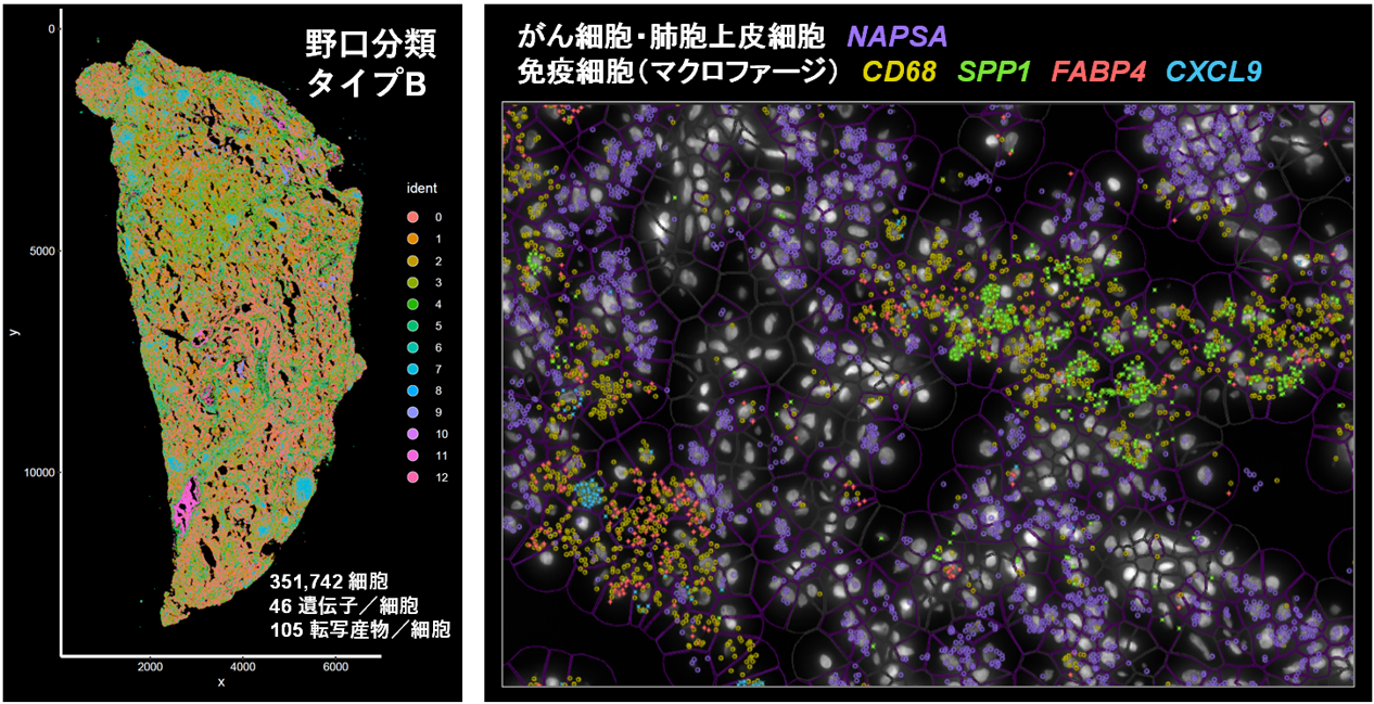 空間遺伝子発現解析