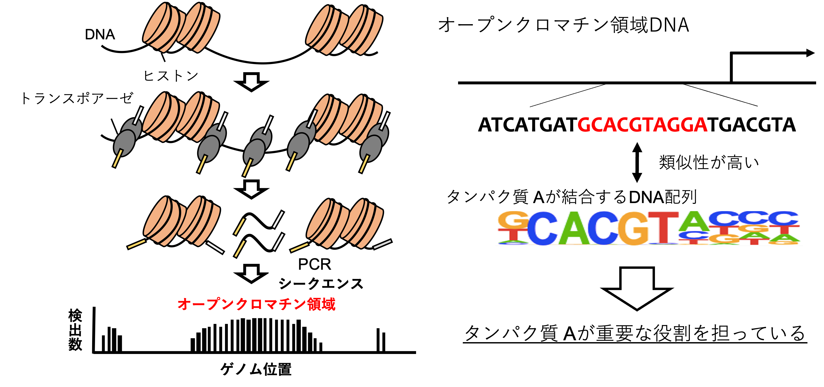 ATACシークエンスの原理と解析方法