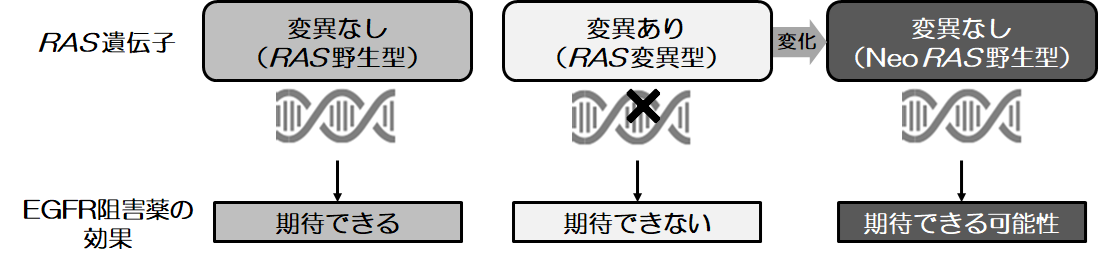 抗EGFR抗体薬の新たな治療標的の可能性を発見～薬物療法後にRAS遺伝子変異が野生型に変化した大腸がん患者さんに新たな治療選択肢の可能性～