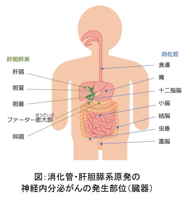 消化管・肝胆膵系原発の 神経内分泌がんの発生部位(臓器)の説明画像
