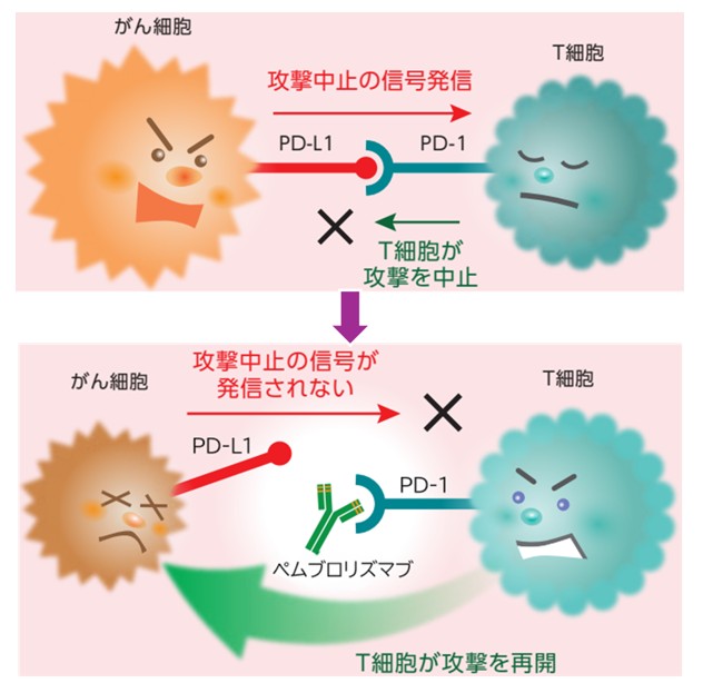 図１　ペムブロリズマブはがん細胞を攻撃するT細胞（免疫細胞）のブレーキを解除する