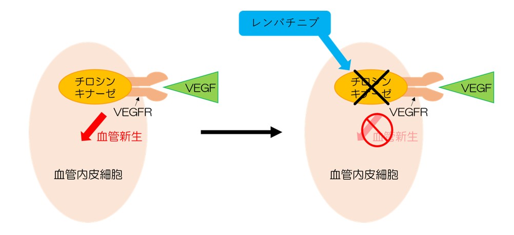 図2　レンバチニブは血管を新たに作り出すサインの伝達役を阻害する
