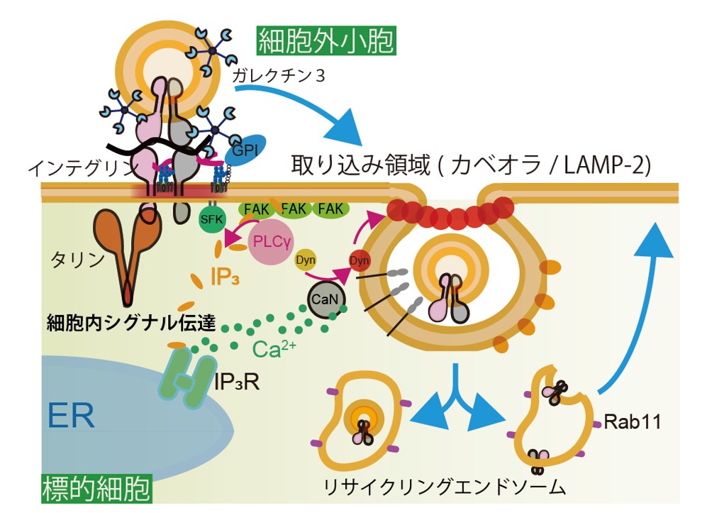 ポイントイメージ１