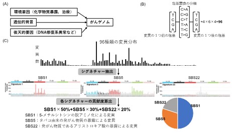 国際共同研究により大腸がんの全ゲノム解析を実施し日本人症例を解析 日本人大腸がん患者さんの5割に特徴的な腸内細菌による発がん要因を発見