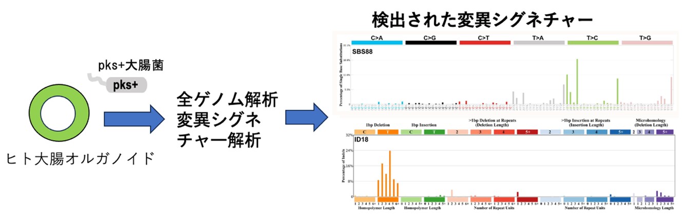 図2 コリバクチン毒素によって誘発される変異シグネチャー