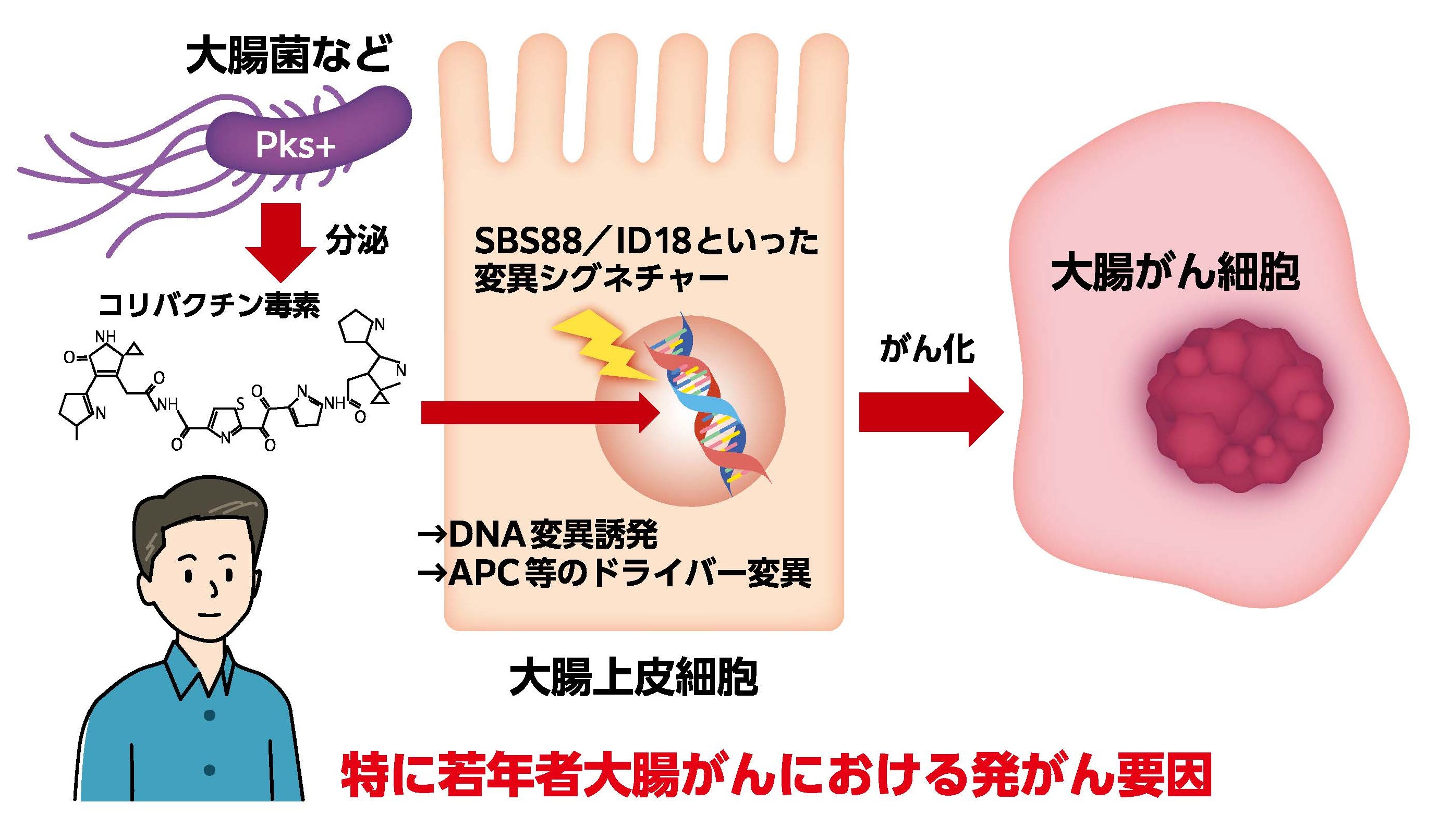図7 本研究成果のまとめ