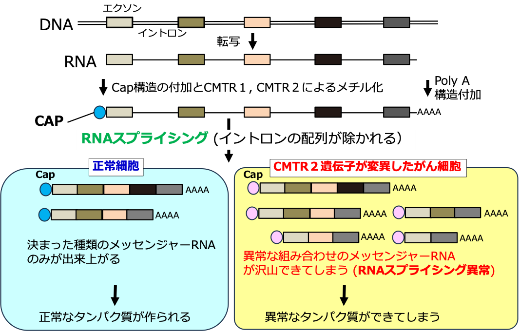 RNAスプライシングと遺伝子の変異の画像