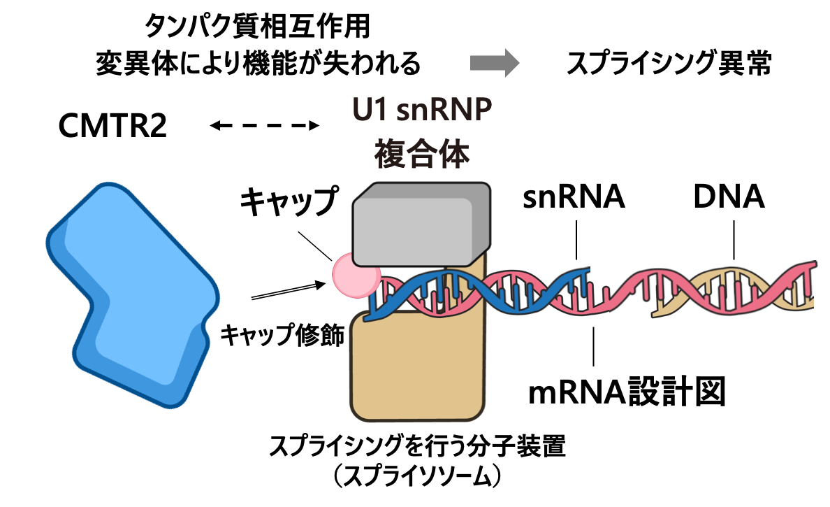 CMTR2タンパク質がRNAスプライシングを制御する仕組みの画像