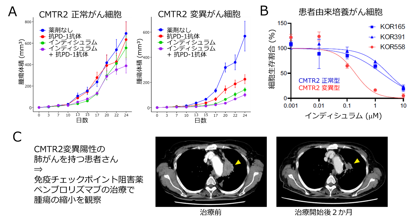 CMTR2変異を持つがん細胞における腫瘍の縮小効果の画像