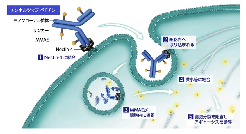 小腸腺がんに対し、世界に先駆けて抗体薬物複合体（ADC）を用いた第II相医師主導治験を開始～尿路上皮がんに対する既承認薬エンホルツマブ ベドチンが標的とする腫瘍抗原が小腸腺がんでも高発現していることを発見した研究成果を臨床に展開～