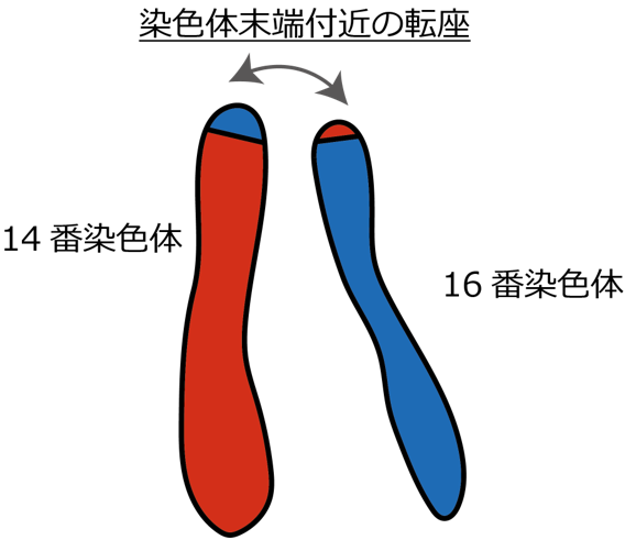 「エンハンサー・ハイジャック」により駆動される、極めて高リスクなT細胞性急性リンパ性白血病の新たなサブタイプを発見