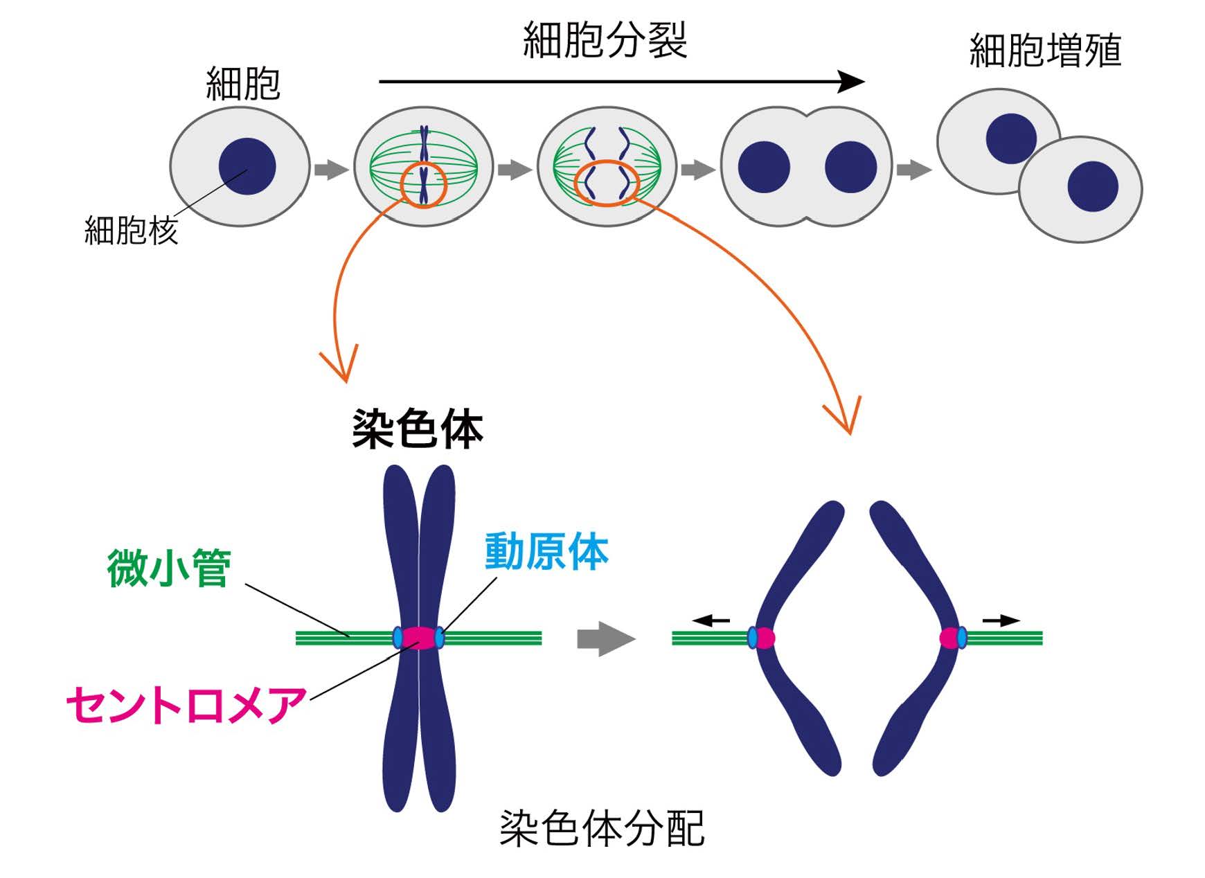 ヒトゲノムの未解明領域「セントロメア」の大規模解析が実現～世界中に蓄積されたゲノムデータを活用し、がんなどの疾患研究を加速～