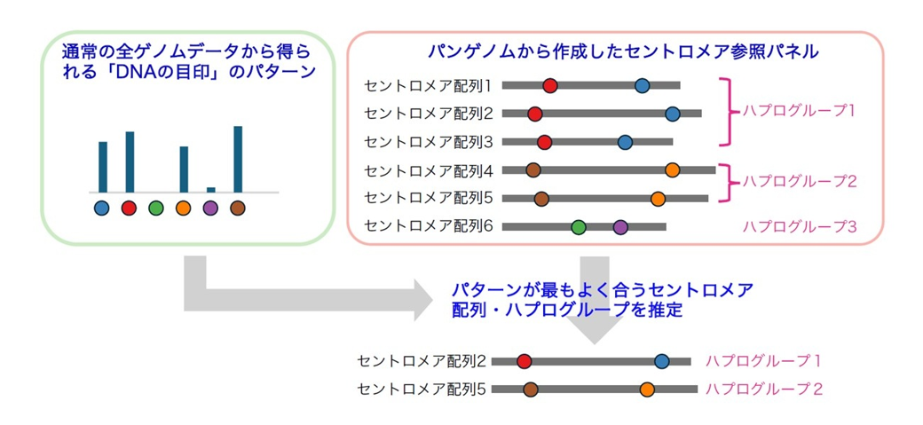 図１ショートリードWGSデータからセントロメアのタイプを推定
