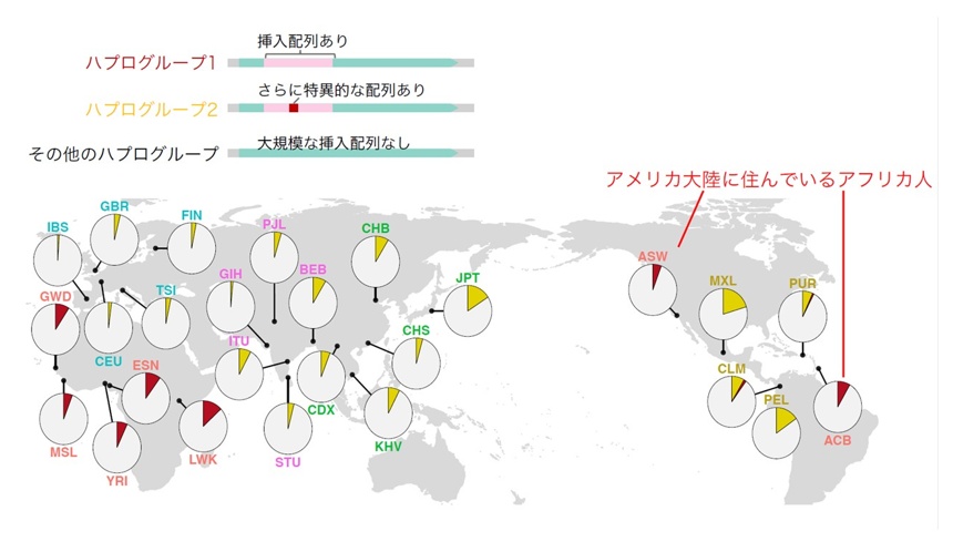 図2　世界各地で異なるセントロメア・ハプログループの分布