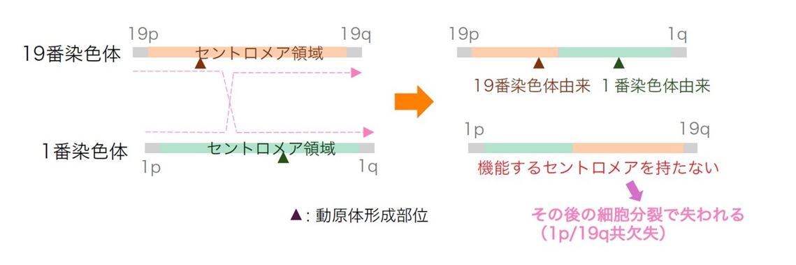 図3　セントロメアの構造的な個人差と1p/19q共欠失の形成