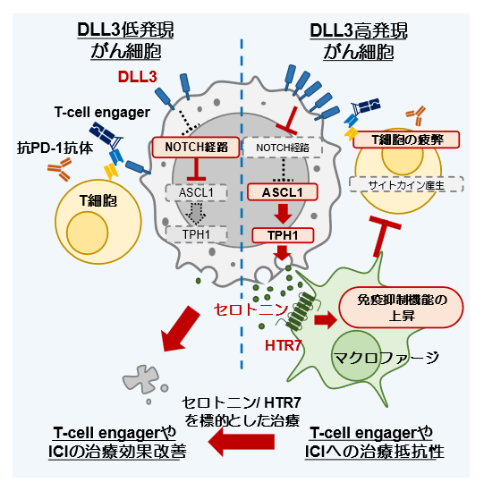 図1　本研究で明らかになった肺神経内分泌がんが免疫細胞の働きを抑える仕組み