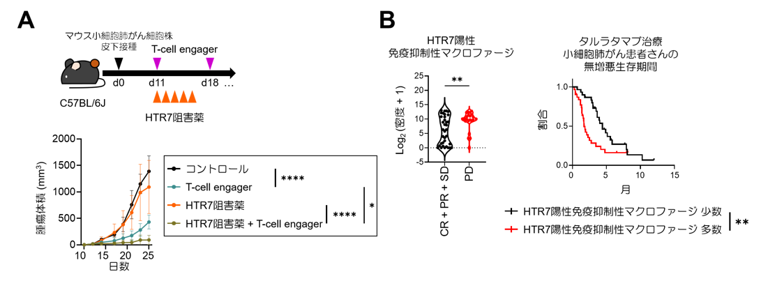 図3 HTR7阻害によるT-cell engagerの治療効果の増強と、患者さんにおける治療抵抗性との関連