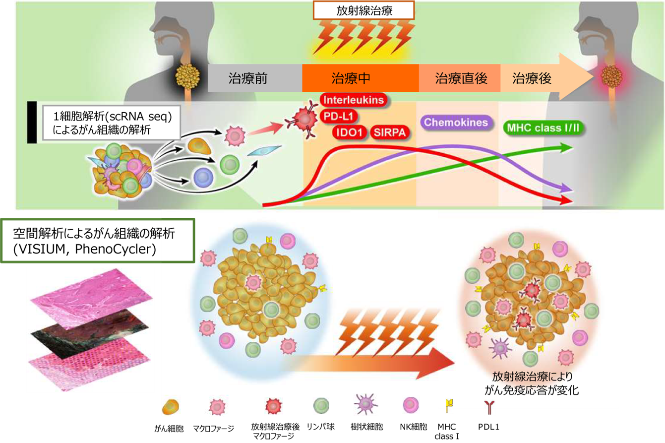 graphical abstract