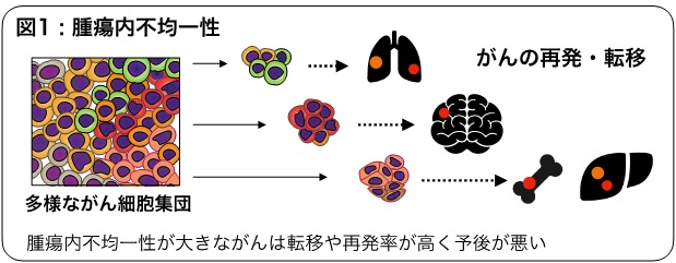 腫瘍内不均一性