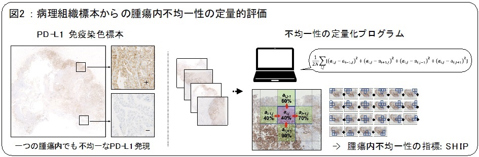 病理組織標本からの腫瘍内不均一性の定量的評価