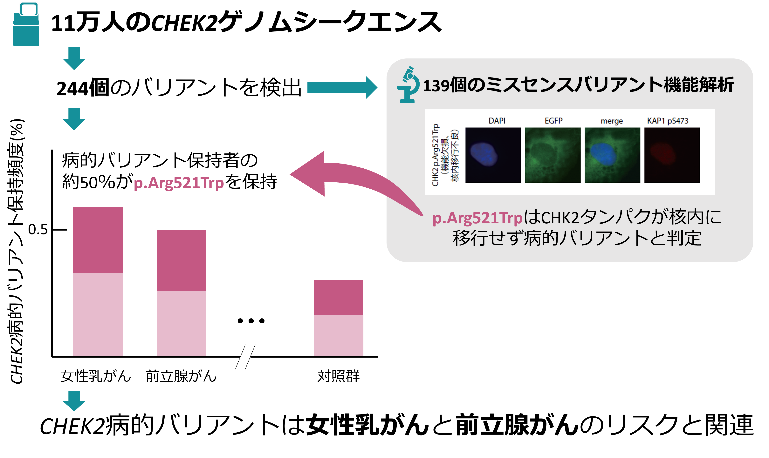 本研究の概要図