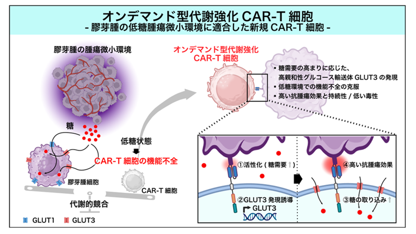 低ブドウ糖環境下によるCAR-T細胞の機能不全を克服するオンデマンド型代謝強化CAR-T細胞を開発―抗腫瘍効果の向上と安全性をマウスモデルで検証―