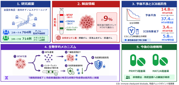 免疫チェックポイント阻害薬抵抗性と関連する MTAP遺伝子欠損の臨床的意義を解明―全国大規模がんゲノムスクリーニングによる包括的研究―