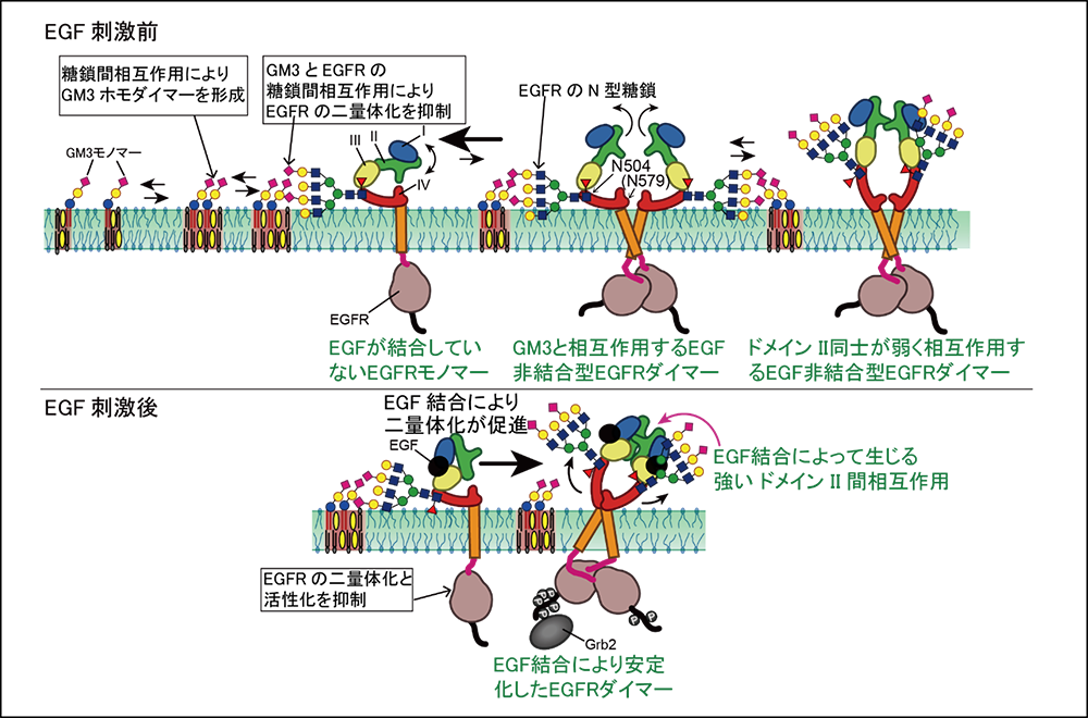 本研究のポイント