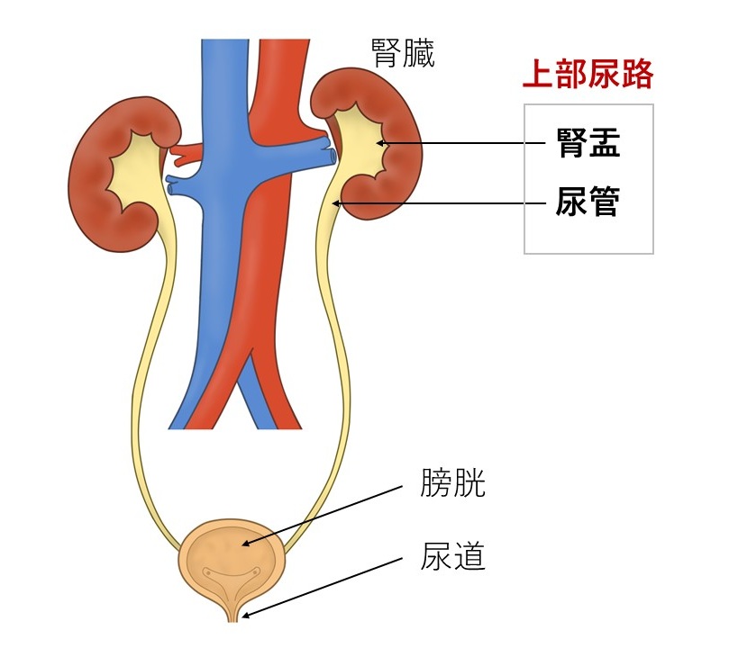 図1 上部尿路の仕組み