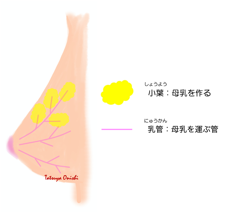 乳がん1 