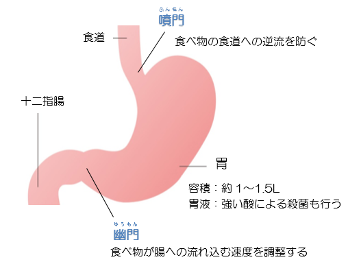 胃がんについて 国立がん研究センター 東病院