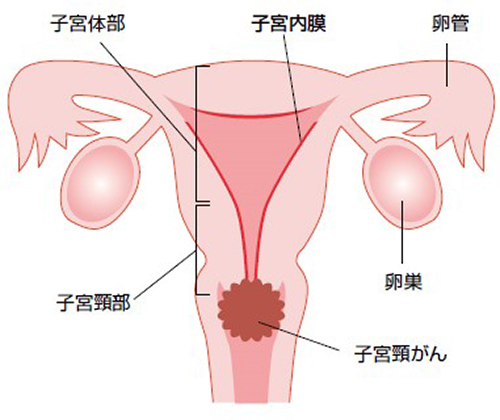 Cervical3