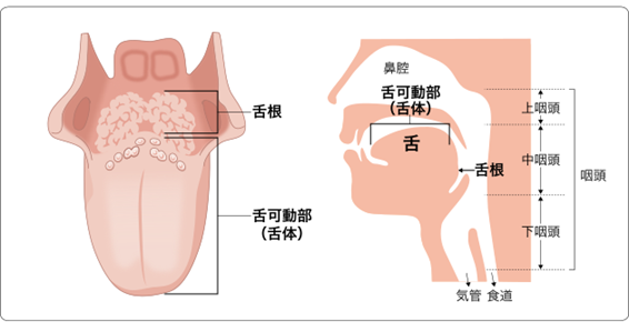 舌 ぜつ がん 国立がん研究センター 東病院