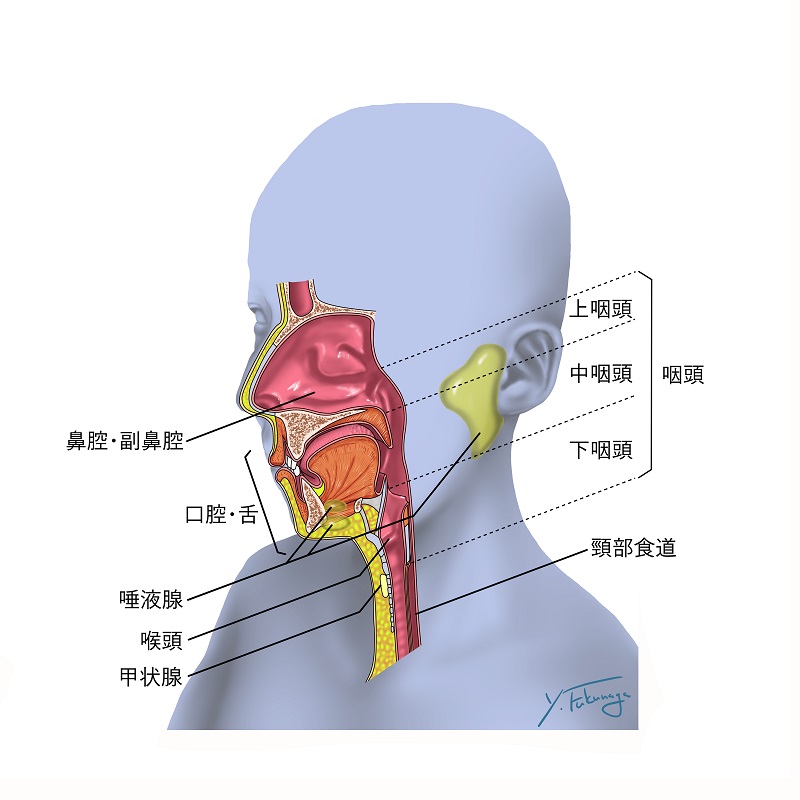 頭頸部 断面図