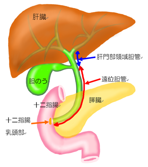 胆道の名称