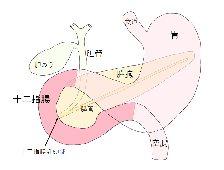 十二指腸の病気と治療について