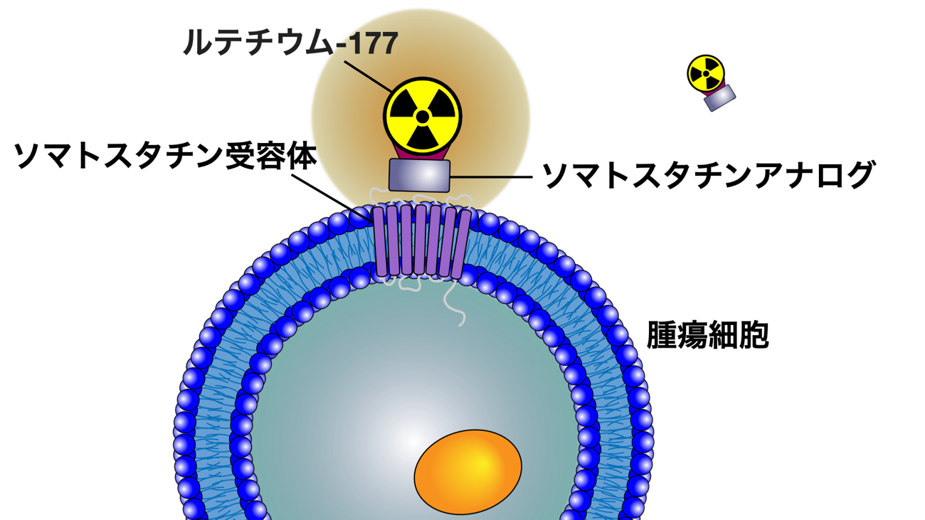 ルタテラについての説明の図